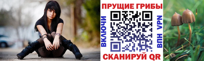 Галлюциногенные грибы Psilocybe  даркнет сайт  Межгорье 